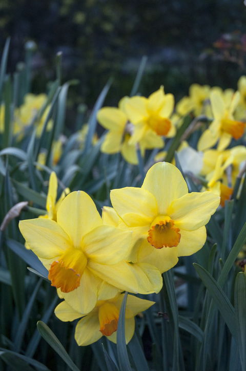 Daffodils At Rydal - Restaurants Sydney 2