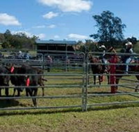 Dungog Team Penning - Restaurants Sydney