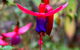 Friends Of Tindale Garden Monthly Plant Sales - thumb 0