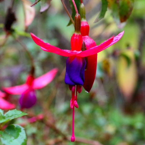 Friends Of Tindale Garden Monthly Plant Sales - Restaurants Sydney 0