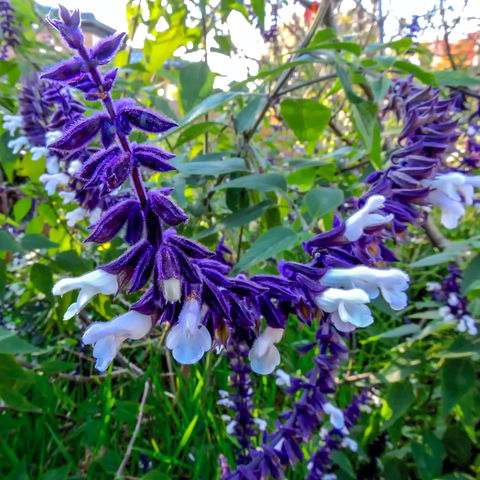 Friends Of Tindale Garden Monthly Plant Sales - Restaurants Sydney 1