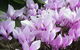 Friends Of Tindale Garden Monthly Plant Sales - thumb 2