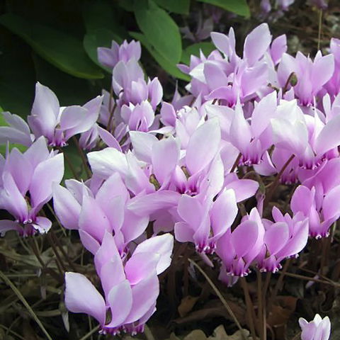 Friends Of Tindale Garden Monthly Plant Sales - Restaurants Sydney 2