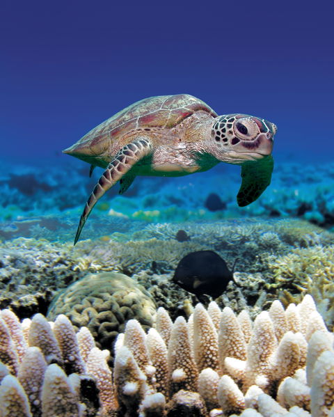Great Adventures Green Island Ocean Swim - Restaurants Sydney 2