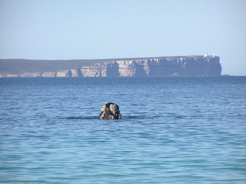 Jervis Bay's Sydney To Hobart Experience - Restaurants Sydney 0