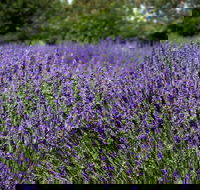 Lavender Herb and Chilli Festival - Restaurants Sydney