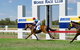 Moree Race Club TAB Race Day - thumb 0