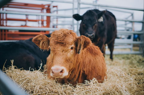Mudgee Small Farm Field Days - Restaurants Sydney 2