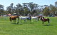 Nathalia Agricultural Show - thumb 2