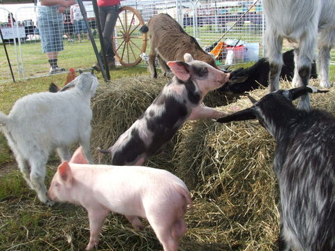 Primex Field Days - Online Virtual Event - Restaurants Sydney 2