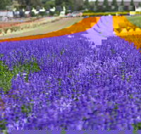 Tesselaar KaBloom Festival of Flowers - Restaurants Sydney