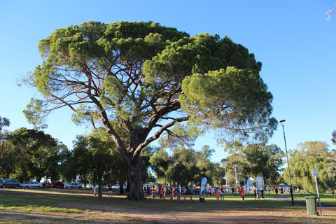 Wagga Parkrun - Restaurants Sydney 1