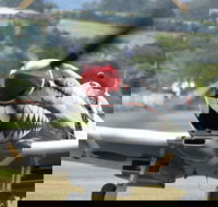 Wings Over Illawarra - Restaurants Sydney