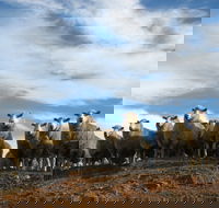 Annual Bredbo Sheep Dog Trials - Restaurants Sydney