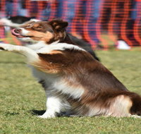 Dogs in the Park NSW Orange - Restaurants Sydney