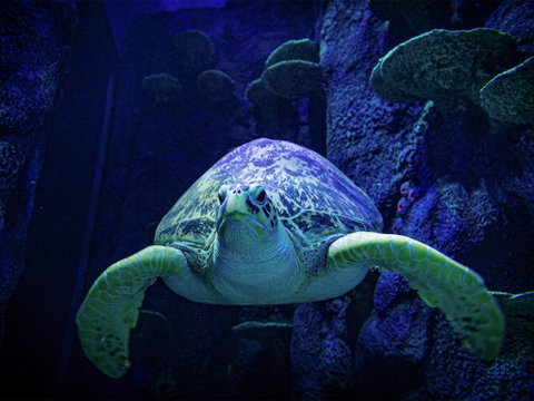 Sydney's Aquarium - Restaurants Sydney 0