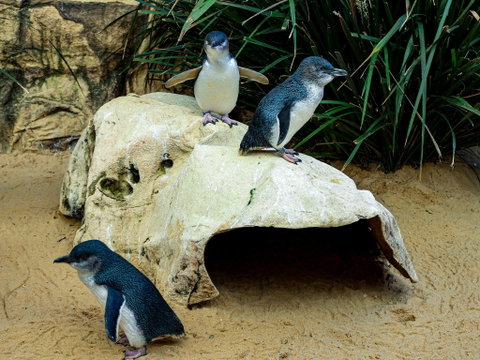 Sydney's Aquarium - Restaurants Sydney 2