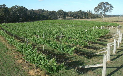 Yarralaw Springs Wines  - Cellar Door Wine Tasting - Restaurants Sydney 1