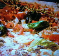 Alfio's Pizzeria - Restaurants Sydney