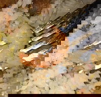 Oriental Jade Restaurant - Restaurants Sydney