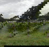 Carlei Estate Cellar Door  Wood Fired Pizzeria - Restaurants Sydney