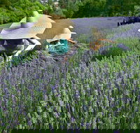 Lavandula Swiss Italian Farm - Restaurants Sydney