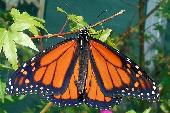 Ravenswood VIC Restaurants Sydney