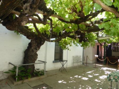 The Vine - Restaurants Sydney 0