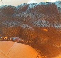 Outback Jack's Bar  Grill - Restaurants Sydney