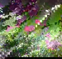 Sister's Rock Restaurant - Restaurants Sydney