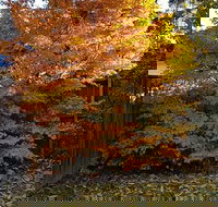 Stella Kitchen Chinese Take Away - Restaurants Sydney