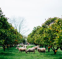 Cambray Cheese Farm Shop - Restaurants Sydney