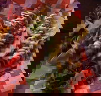 Cantina On Capri - Restaurants Sydney