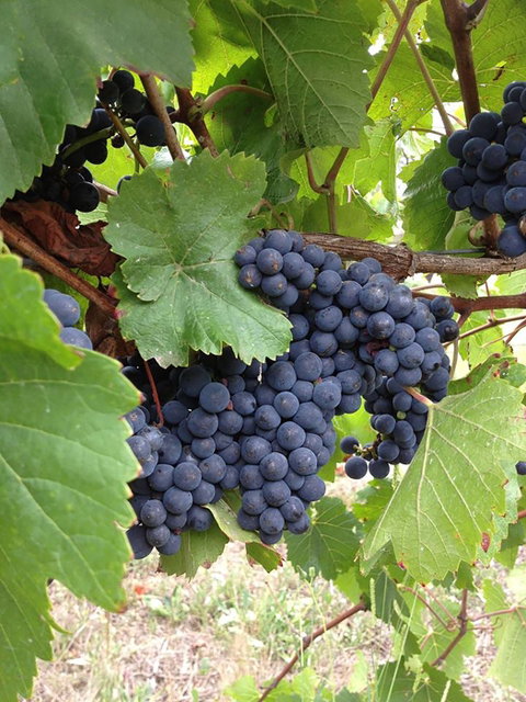Marcus Hill Vineyard - Restaurants Sydney 0