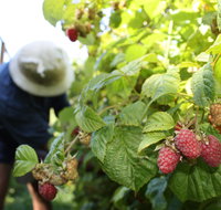 Springwood Farm Berries - Restaurants Sydney