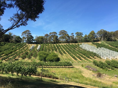 Cherrytime Orchard - Restaurants Sydney 0