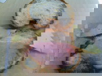 Green  Wood Espresso