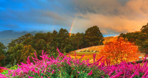 Hartzview Vineyard - Restaurants Sydney 2