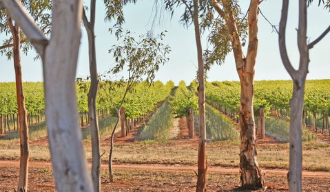 Trentham Estate Winery - Restaurants Sydney 1