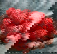 Christmas Hills Raspberry Farm Cafe - Restaurants Sydney