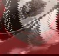 Burrundulla Vineyards - Restaurants Sydney