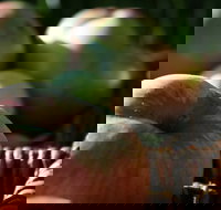 Denmark Heritage Cider Company - Restaurants Sydney