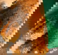 Kappaya - Restaurants Sydney