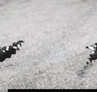 Magpies Nest Restaurant - Restaurants Sydney