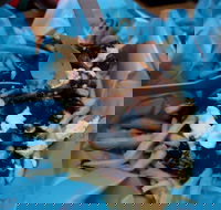 Two Hands Bar - Restaurants Sydney