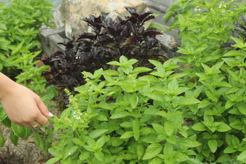 Hillview Herb Farm - Restaurants Sydney 1