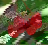 Westerway Raspberry Farm - Restaurants Sydney