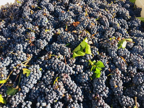 Norton Road Wines - Restaurants Sydney 2