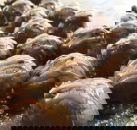 The Burrow Coffee House - Restaurants Sydney