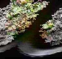 Arthur Waterhouse Lounge - Restaurants Sydney